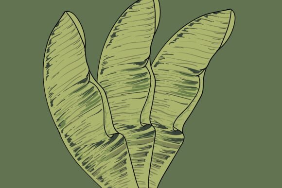 Banana Leaves: Nature’s Versatile and Sustainable Resource