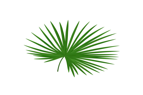 Realistic Tropical Leaves: Palm Tree Foli